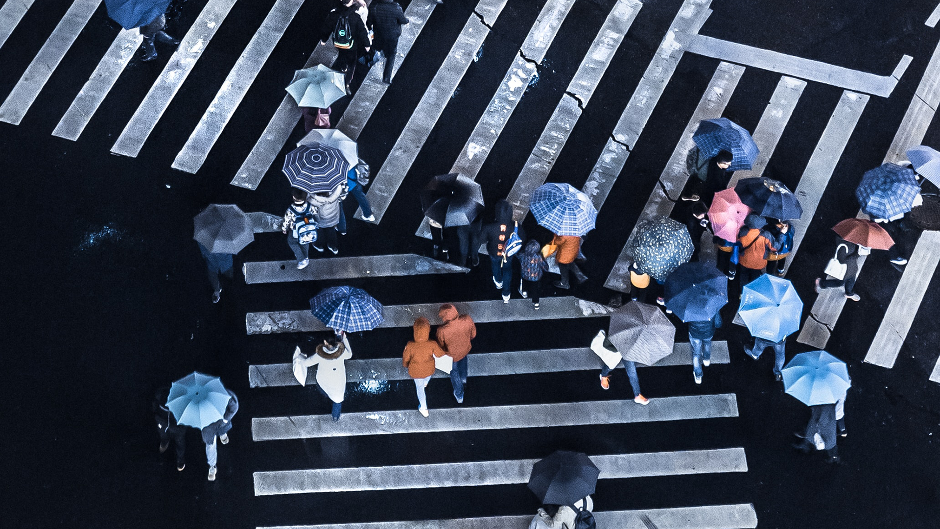 Aerial view of people with umbrellas crossing a zebra crossing